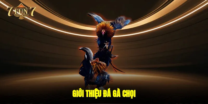 Giới thiệu đá gà chọi 