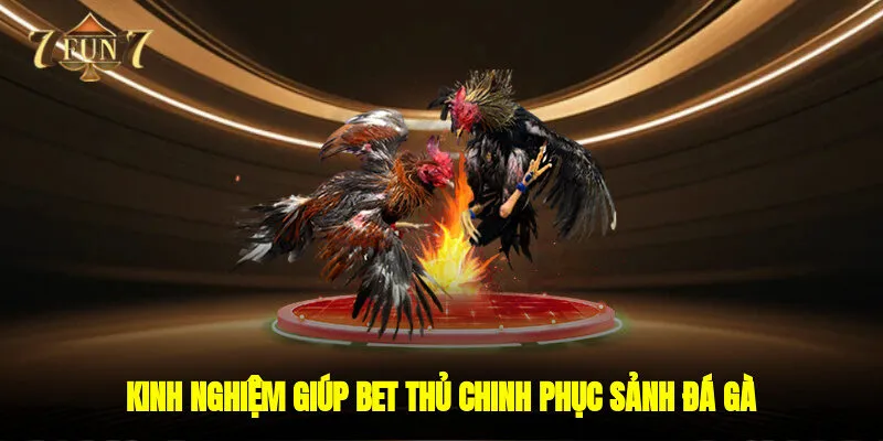 Kinh nghiệm giúp bet thủ chinh phục sảnh Đá gà