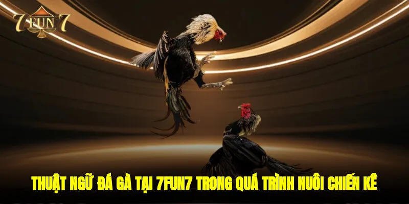 Thuật ngữ đá gà tại 7FUN7 trong quá trình nuôi và chăm sóc chiến kê